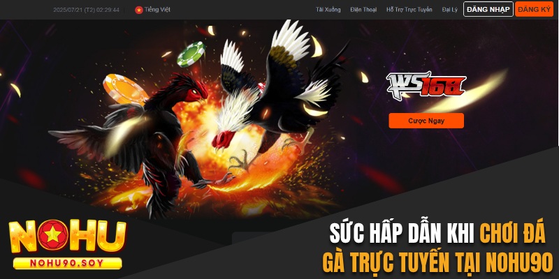 Sức hấp dẫn khi chơi đá gà trực tuyến tại Nohu90